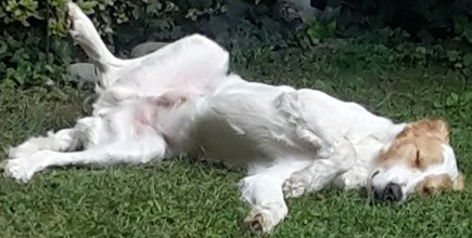 Apertura Area Cani - Domenica 19 Maggio ore 16.00