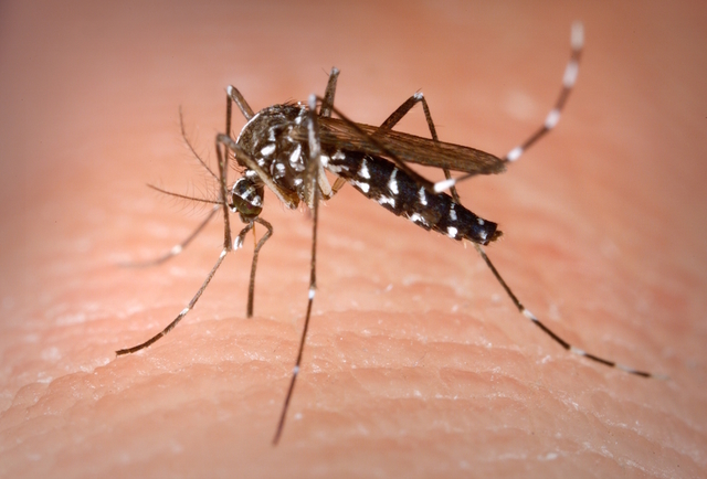 Campagna contro le zanzare: terzo intervento larvicida