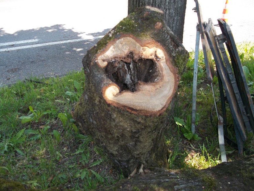 Abbattimento alberi a rischio caduta e censimento alberature